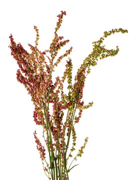 Common sorrel  flowers