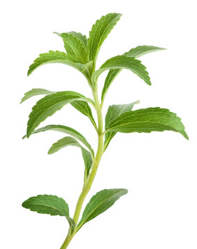 Stevia rebaudiana