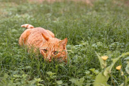 Ginger cat hiding in lush green grass