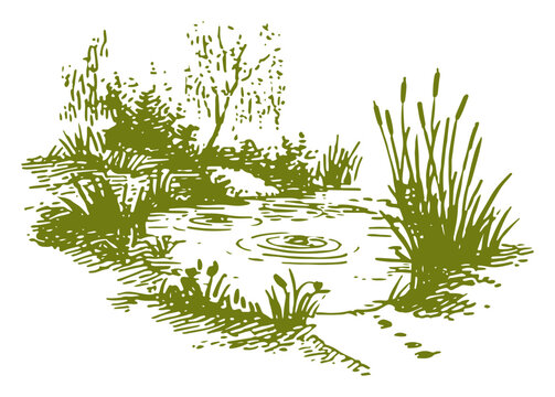 Green ink drawing of a peaceful pond with water ripples and tall reeds
