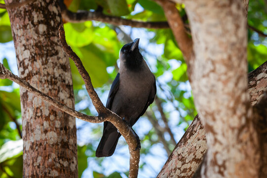 African crow perched on a branch in vibrant Zanzibar forest