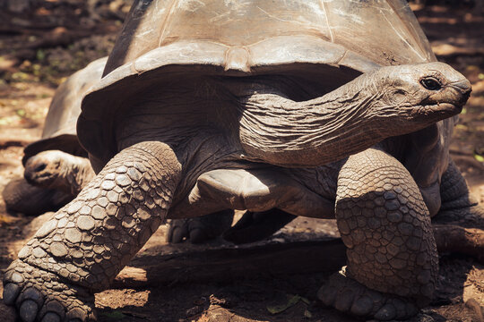Giant tortoise in natural habitat on a sunny day in Zanzibar