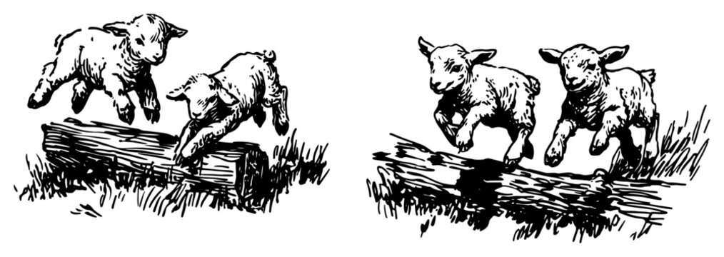Playful baby lambs jumping over wooden logs in a field hand drawn sketch