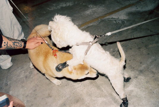 Two small dogs having fun
