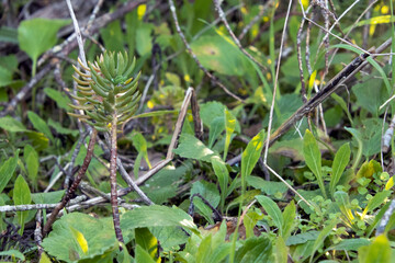 Empieza a brotar un nuevo arbusto en el pinar