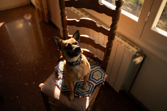 Small dog on chair