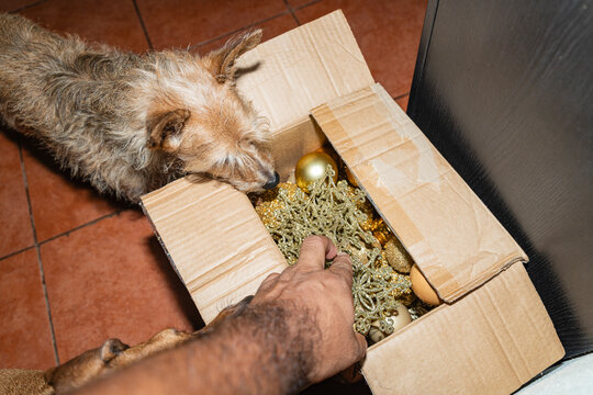 Pet and Christmas Decor