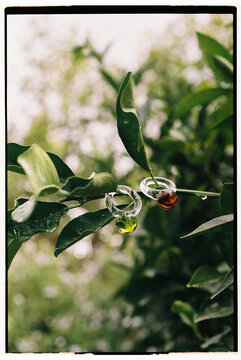 Two rings hang on a green branch in a garden