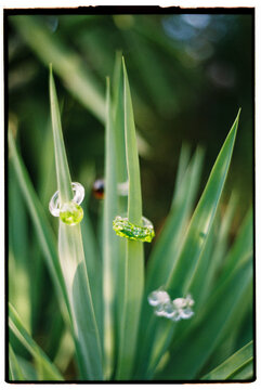 Close-up of rings worn on the leaves of a green plant
