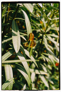 Earrings in the shape of two drops on a green branch in a garden