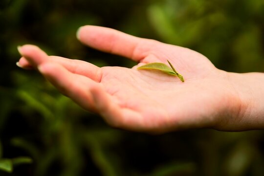 Delicate Green Tea Leaf Resting in an Open Hand in Nature