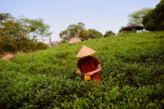 Tea Plantation Worker Harvesting Leaves in Lush Green Field