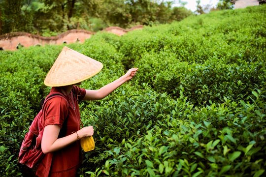 Tea Picking in Lush Green Fields on a Sunny Day