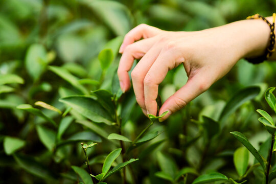Picking Fresh Tea Leaves in a Lush Green Plantation