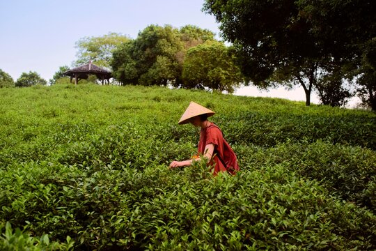 Tea Harvest in a Lush Green Field During Bright Daylight