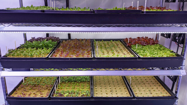 Hydroponic Microgreens and Seedlings Growing Under LED Lights in Indoo