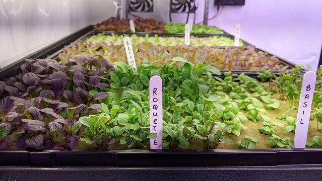 Hydroponic Microgreens and Seedlings Growing Under LED Lights in Indoo