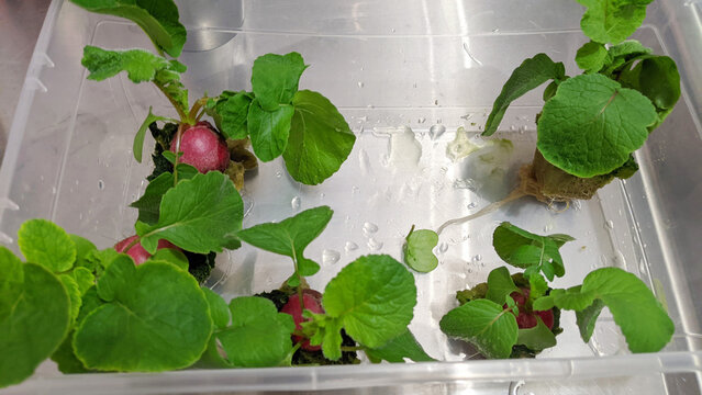 Hydroponically grown Radishes after being washed