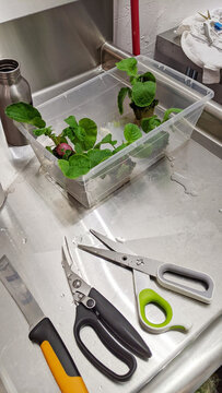 Scissors and tools used to prepare hydroponically grown radishes. 