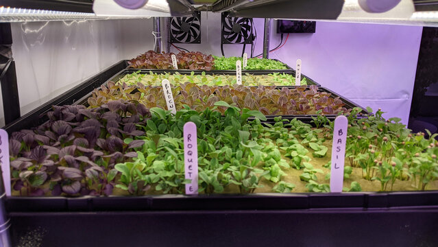 Hydroponic Microgreens and Seedlings Growing Under LED Lights in Indoo