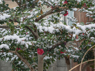 雪化粧した山茶花、白銀に映える冬の華