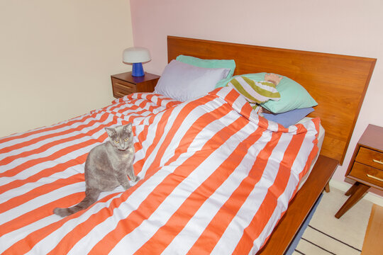 Cat waits for owner to wake up