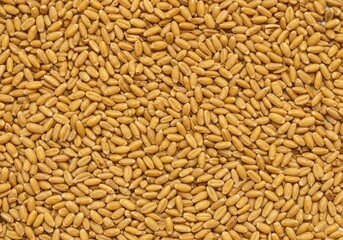 Fototapeta premium Close up overhead view of dry golden cereal grains uniformly scattered, creating a natural, rich, textured background or surface, cooking, abundance, seed