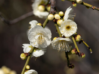 公園に咲いた白い梅の花