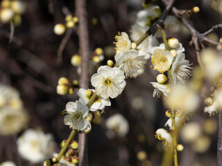 公園に咲いた白い梅の花