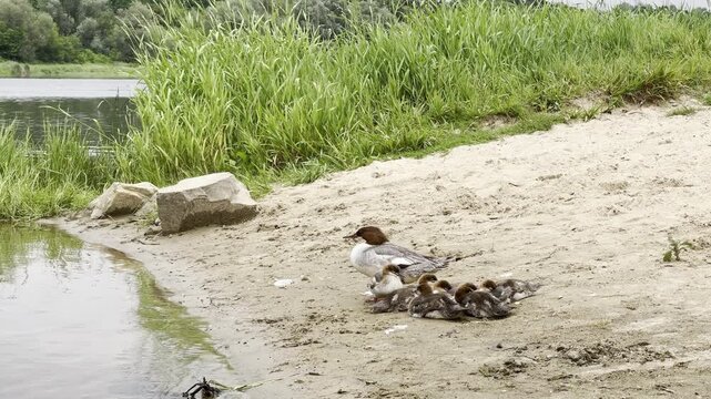  A merganser with her ducklings on the river bank