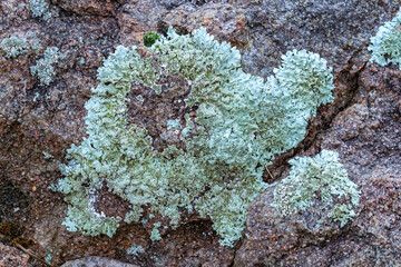 lichen on granite in Idaho © Nature Photo