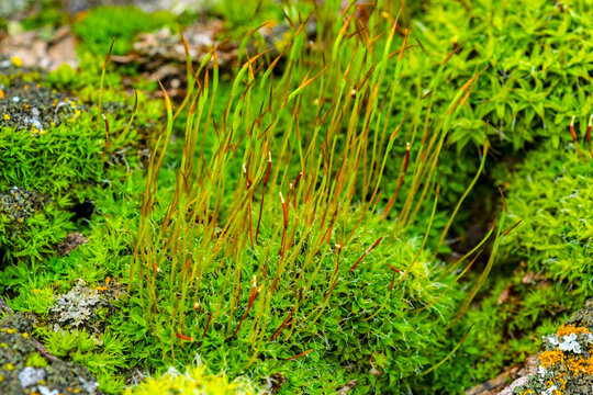 macro moss image showing gametophyte and sporophyte portions of plant