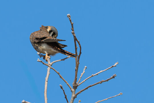 American kestrel perched on a branch.