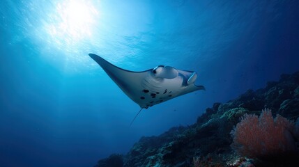 Obraz premium Manta ray swimming gracefully in deep blue ocean
