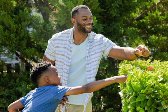 African American father and son tending trimmed hedge in sunlit backyard, holding pruning shears