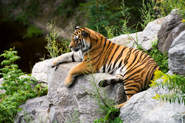 tiger on the rock © Myriam