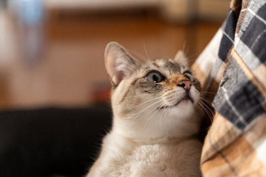Cat relax 