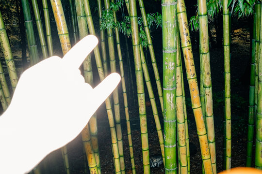 Rock Sign Gesture in Front of Bamboo at Night
