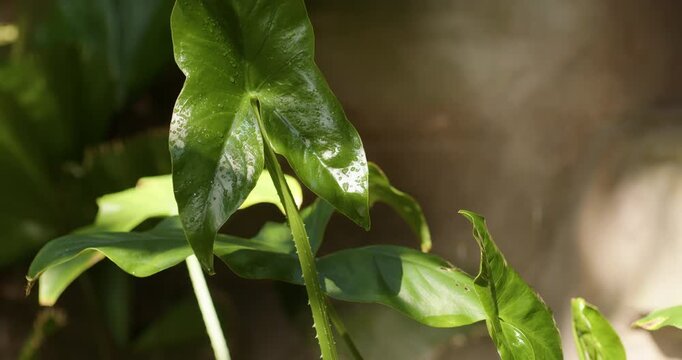 Closeup of wet tropical philodendron leaves with water droplets in sunlit greenhouse, warm bokeh background