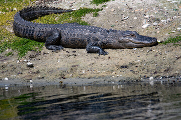 Obraz premium alligator lounging near a pond