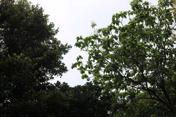 Fototapeta premium Silhouette Greenery Against Pale Atmosphere. Bright Horizon Framed By Dark Leaves. Natural Border Dividing Light And Shade. Elevated Branches With Subtle Contrast