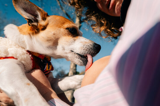 Dog Enjoys Time With Owner Outdoors on Sunny Day