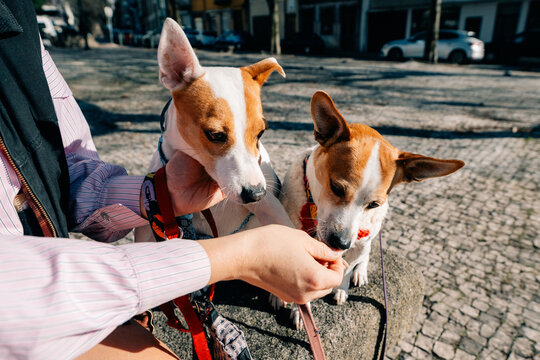 Two Dogs Enjoy Treats While Sitting on a City Street