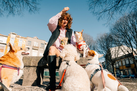 Dog Trainer Teaches Dogs Tricks in a City Park on a Sunny Day