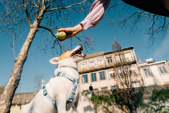 Dog Catches Ball in Park With Person on Sunny Day