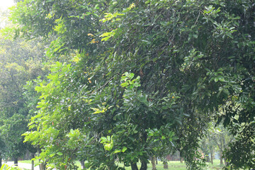 Fototapeta premium Dense Vegetation Wall Rich Botanical Volume. Thick Greenery Cluster Lush Composition. Abundant Leaf Mass Outdoor Setting. Compact Arboreal Formation Vibrant Scene