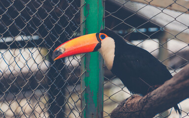 Close-up of a toucan perched on a branch behind a wire fence, highlighting the contrast between its vibrant beak colors and the restrictive enclosure. The image conveys themes of captivity, wildlife c