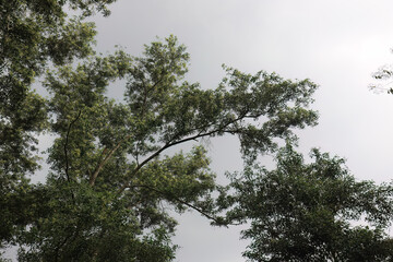 Curved Branch Outline Against Pale Atmosphere. Graceful Arboreal Arc Minimal Skyline. Slender Twig Pattern Framing Open Sky. Elevated Foliage Curve Soft Horizon