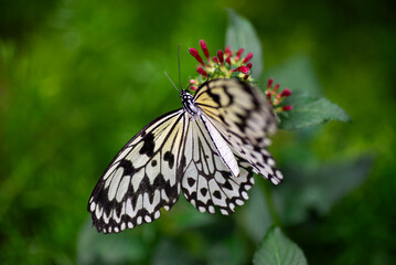 butterfly on flower