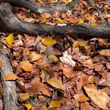 autumn leaves on the ground